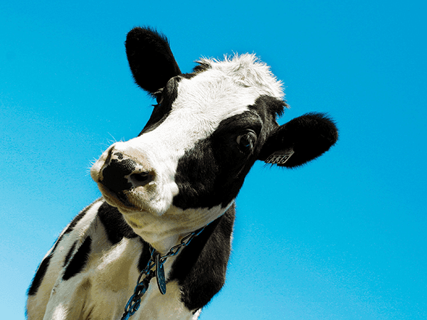 vaca preto e branco com fundo azul 