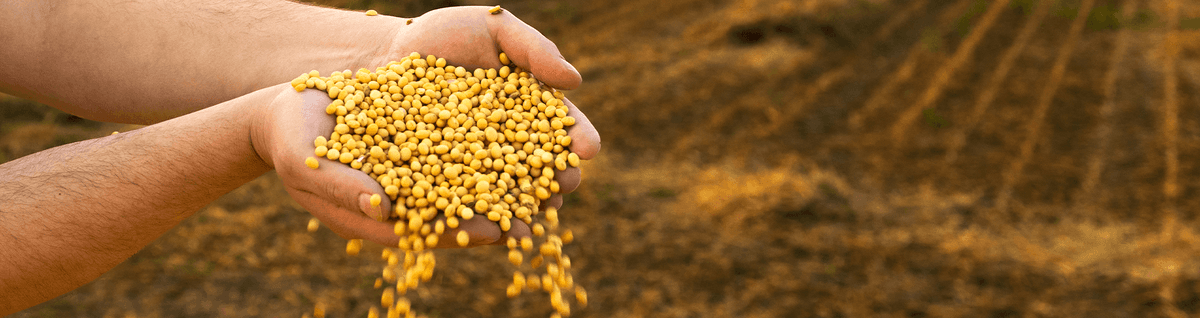 agro soja plantação