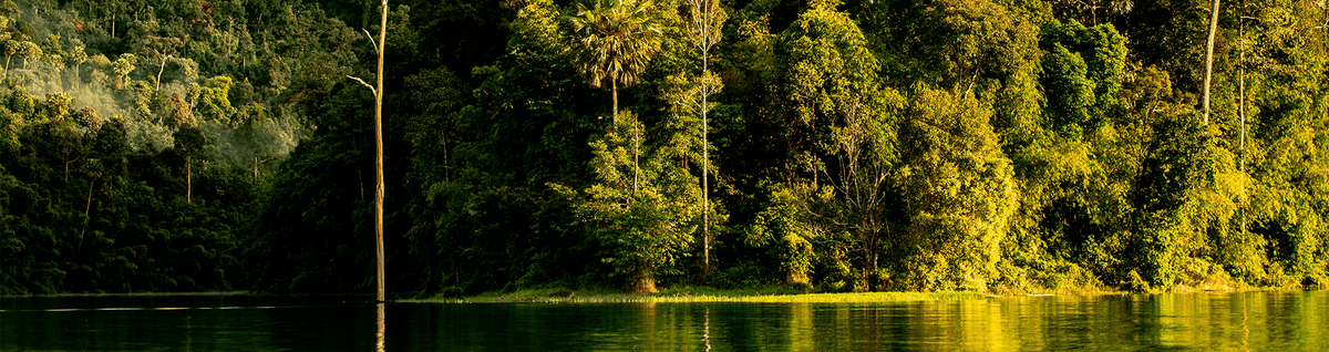 paisagem da natureza com árvores e lago 