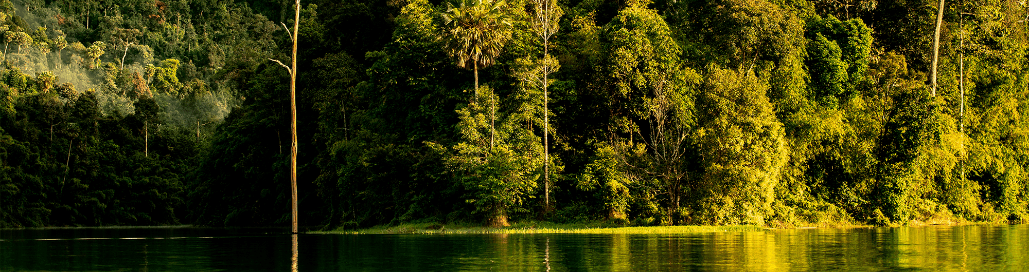 paisagem da natureza com árvores e lago 