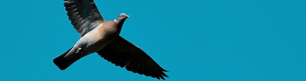 pombo voando em céu azul 