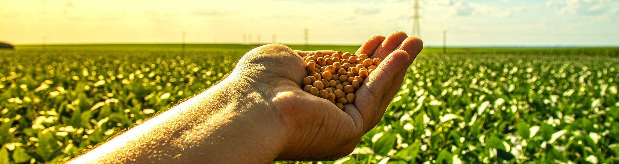 mãos segurando grãos em frente plantação agro 