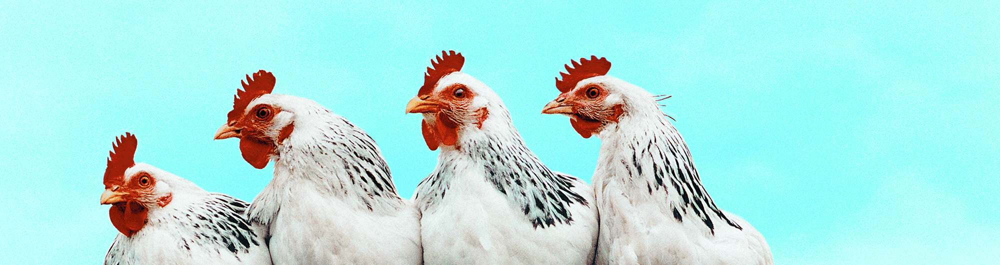 animal galo em fundo azul 