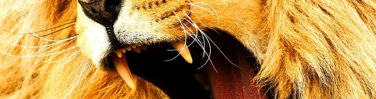 foto de animal leão 
