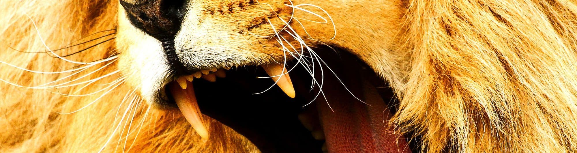 foto de animal leão 