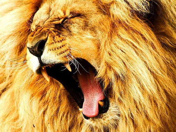 foto de animal leão