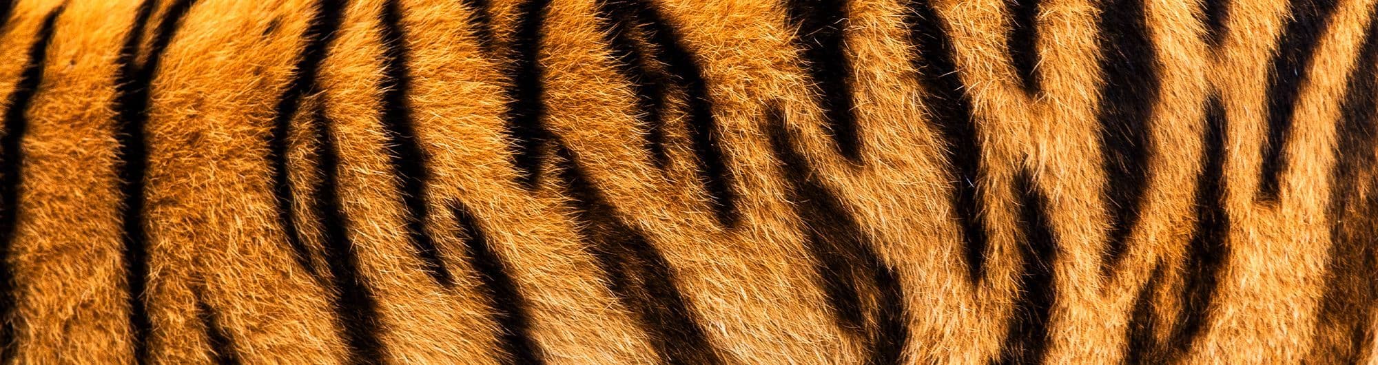 corpo de tigre com malha padrão do animal