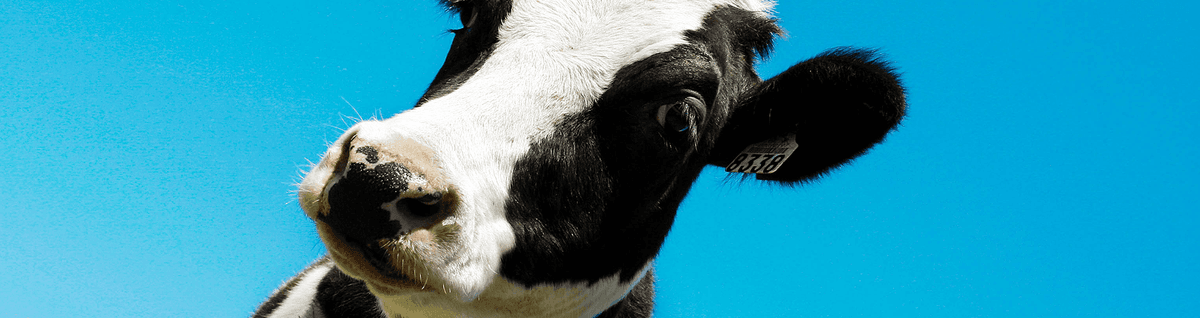 vaca preto e branco com fundo azul 
