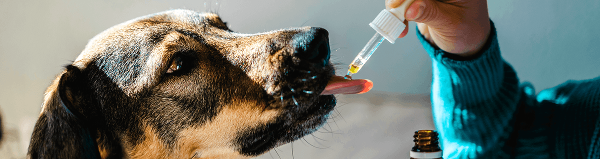 cachorro recebendo medicação veterinário 