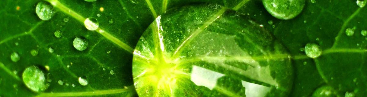 vegetação em folha verde com gotas de chuva