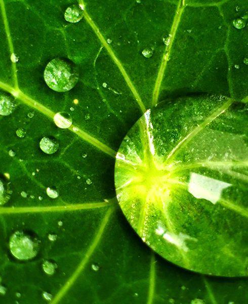 vegetação em folha verde com gotas de chuva