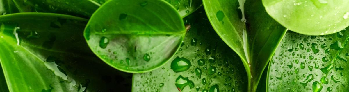 vegetação em folha verde com gotas de chuva