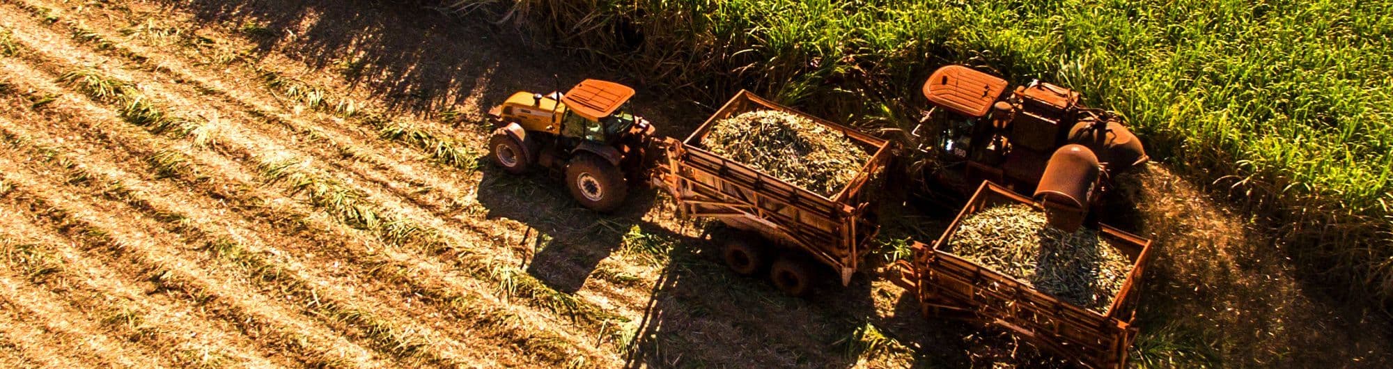 campo agro de plantação de açucar