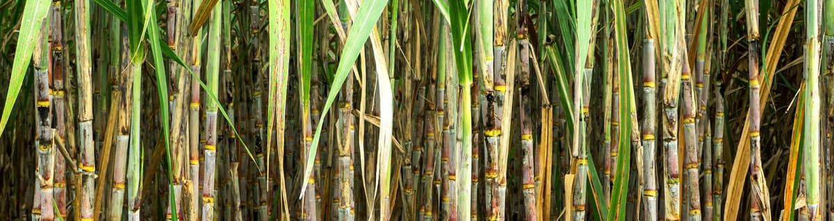 cana de açucar