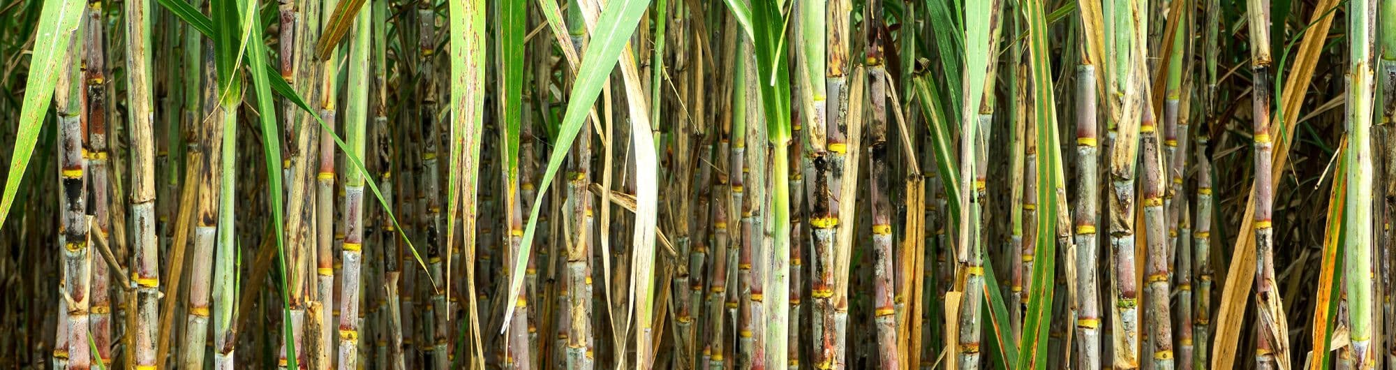cana de açucar