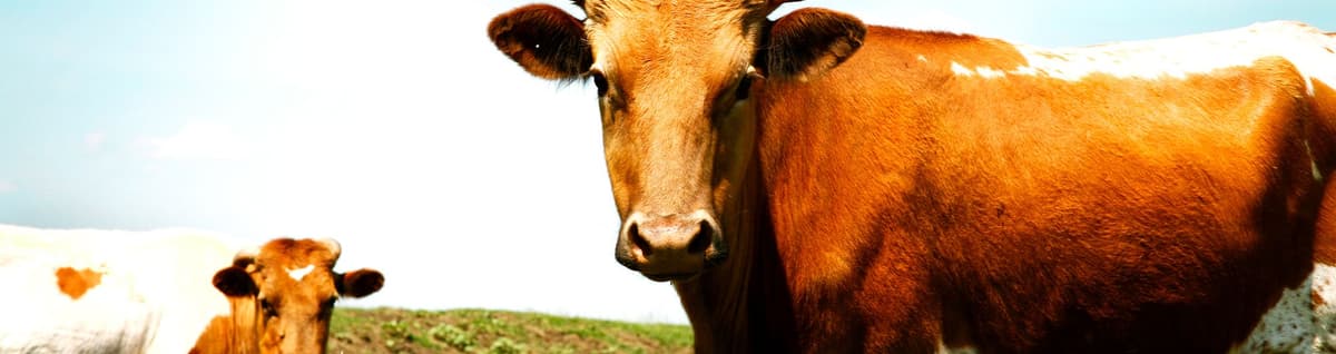 vacas touro boi gado agro