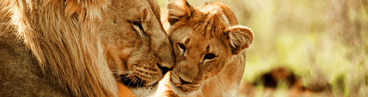 casal de animais espécie leão