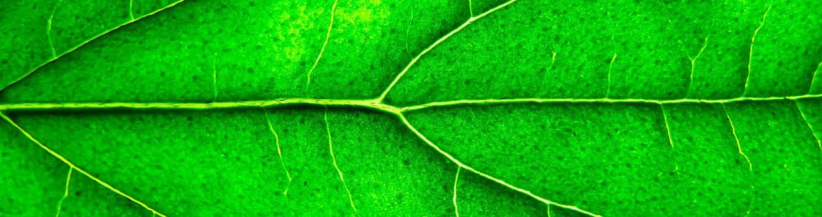 vegetação em folha verde destacada