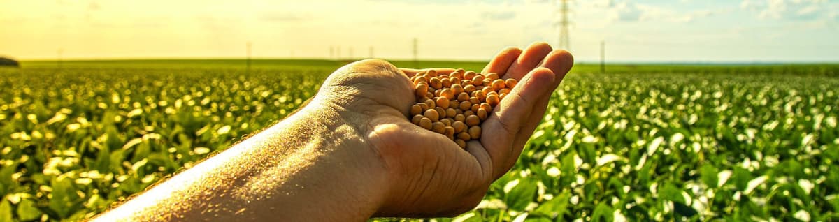 mãos segurando grãos em frente plantação agro