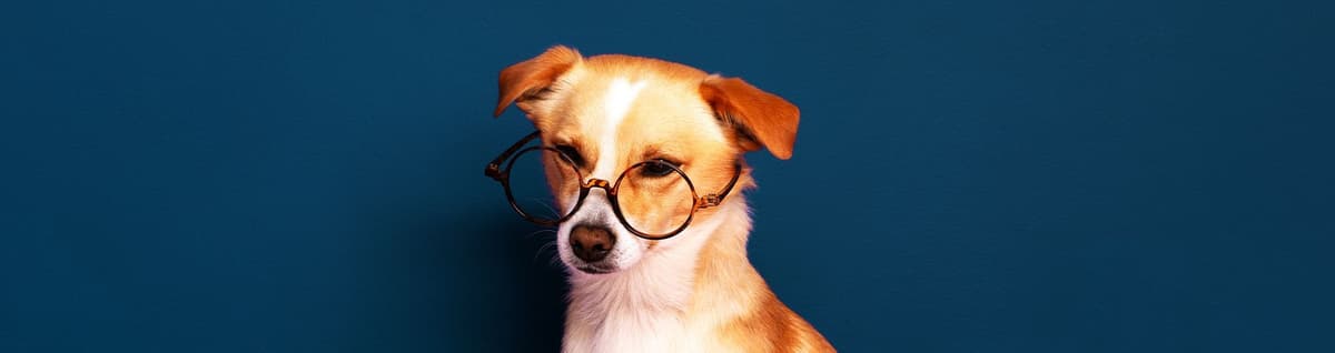 animal cachorro de óculos sob mesa cor-de-rosa fazendo cálculos de biscoito de ração em formato de osso