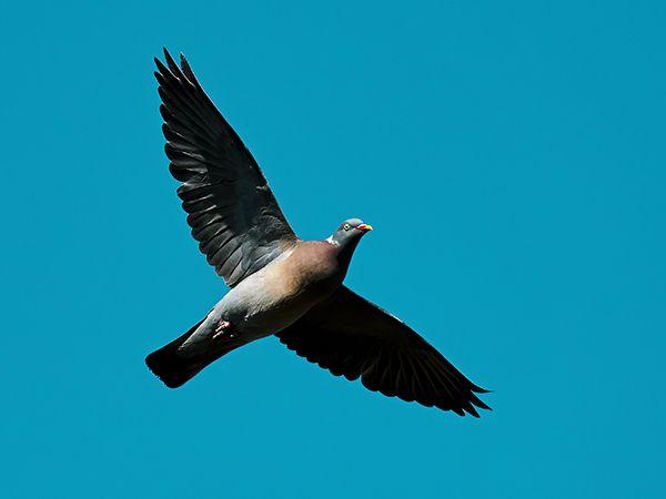 pombo voando em céu azul 