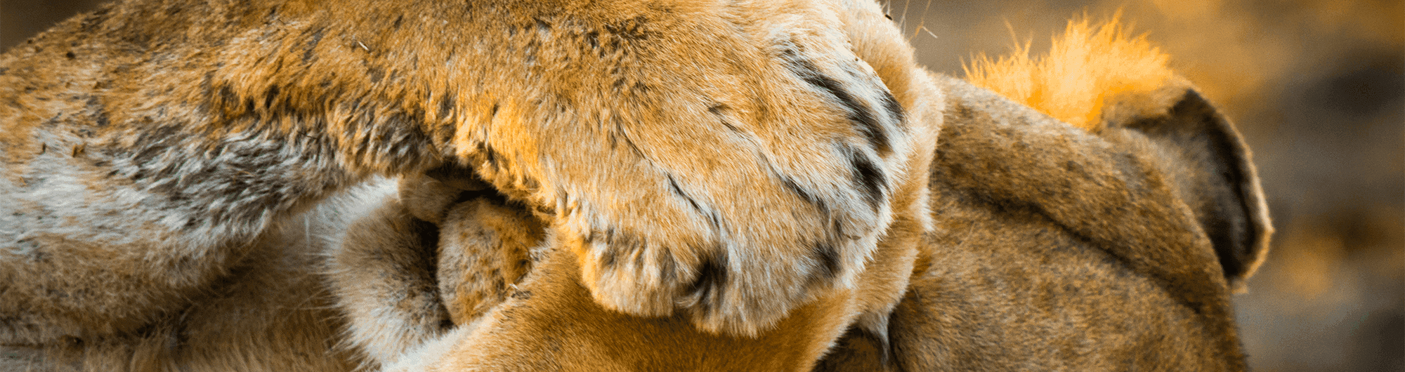 animal leão protegendo os olhos com as patas 