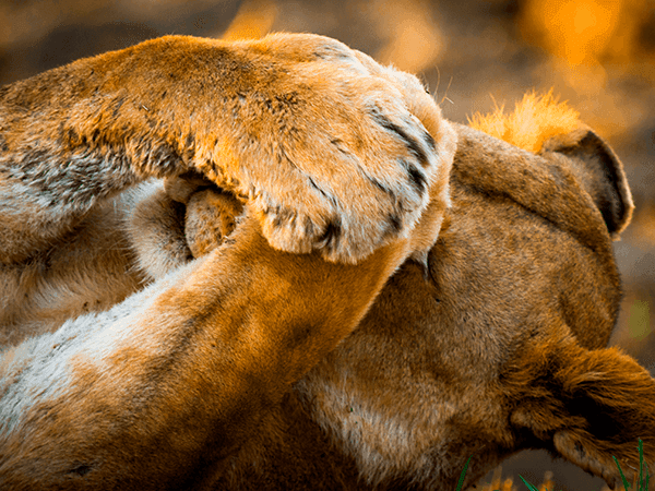 animal leão protegendo os olhos com as patas 