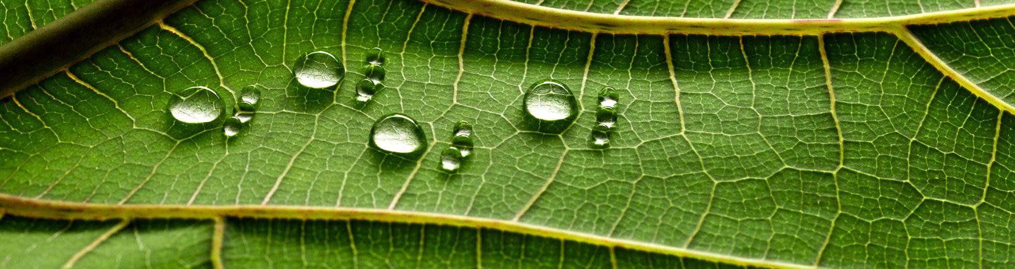 folha verde com gotículas de água